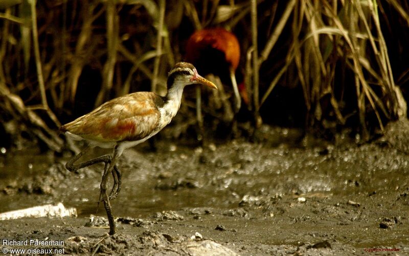 Jacana noirimmature