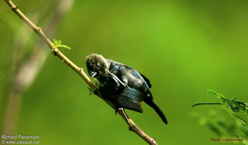 Blue-black Grassquitimmature