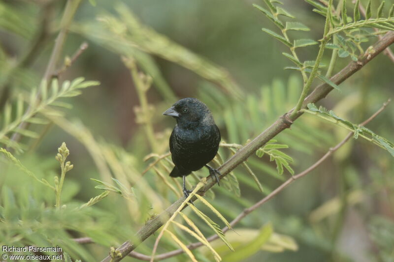 Jacarini noiradulte