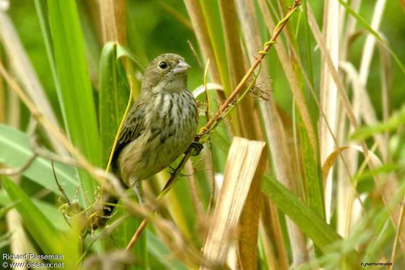 Blue-black Grassquitadult