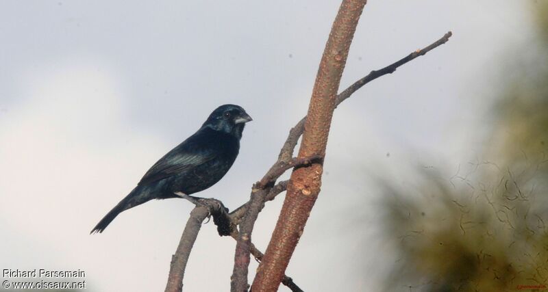 Jacarini noir mâle adulte