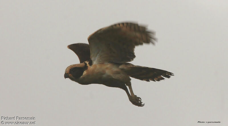 Laughing Falconadult