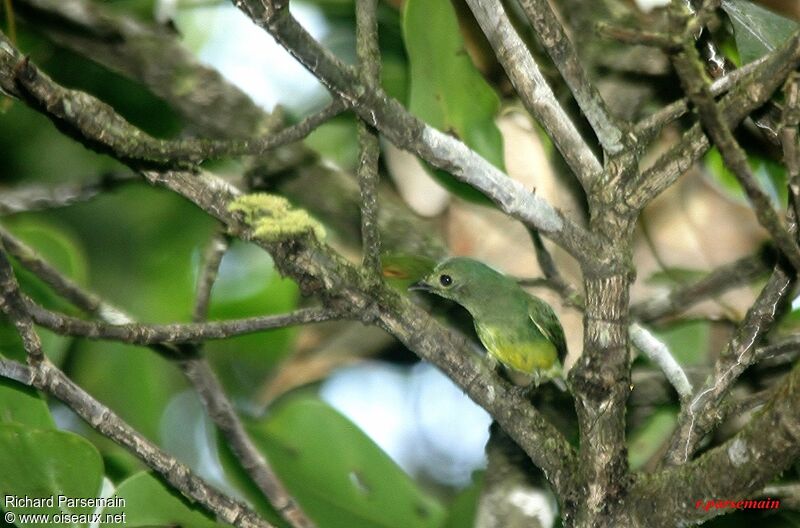 Manakin à front blanc femelle adulte