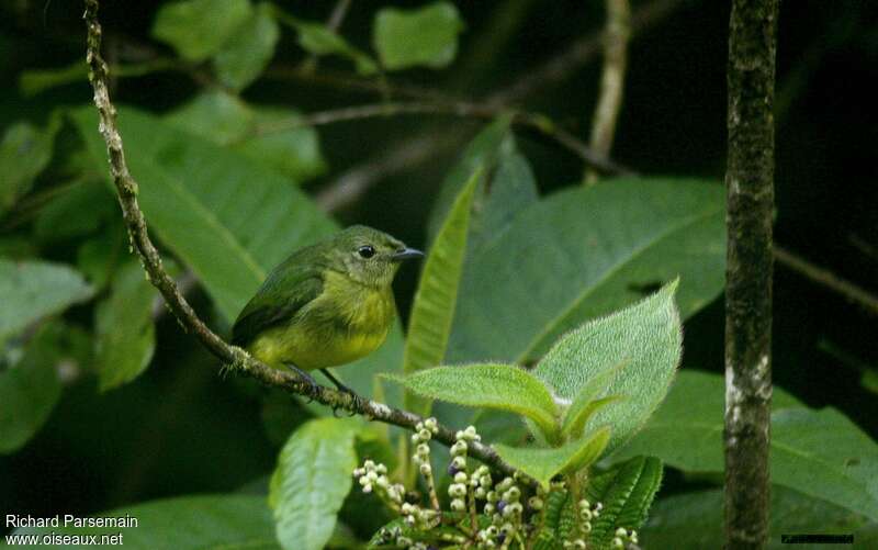 White-fronted Manakin female adult