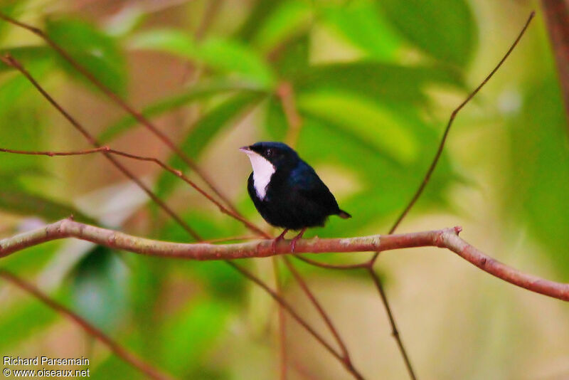 White-throated Manakin male adult