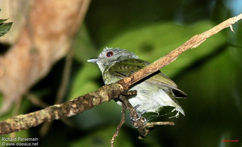 Manakin à tête blanche femelle adulte