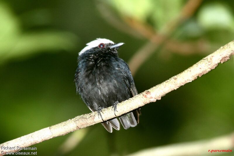 White-crowned Manakin male adult