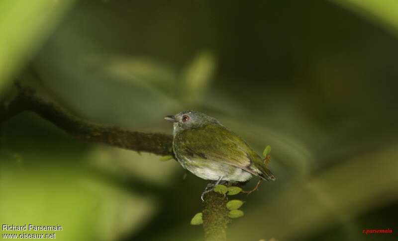 Manakin à tête blanche femelle adulte, identification