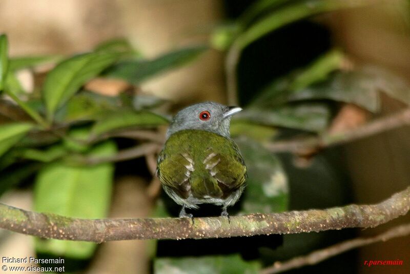 White-crowned Manakin female adult