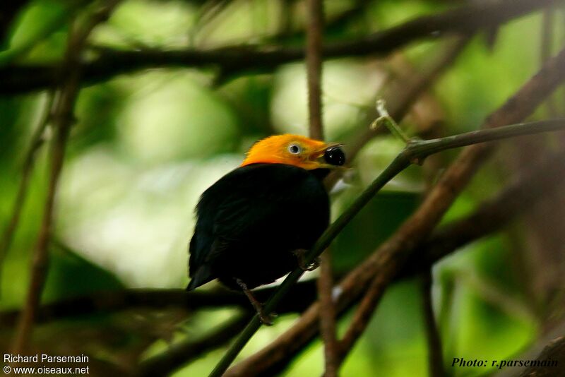 Manakin à tête d'or mâle adulte