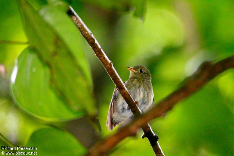 Manakin à tête d'or femelle adulte