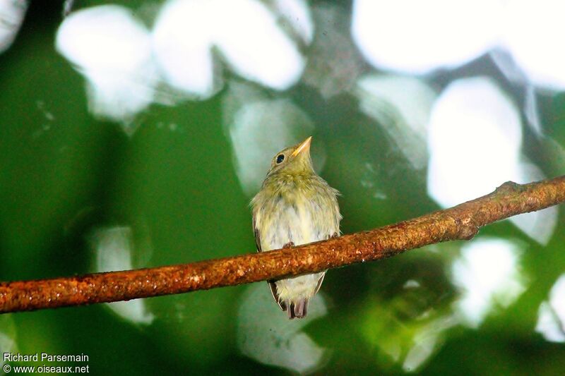 Manakin à tête d'or femelle adulte