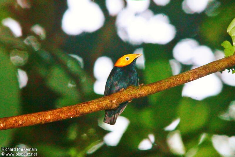 Manakin à tête d'or mâle adulte