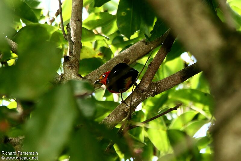 Crimson-hooded Manakin male adult