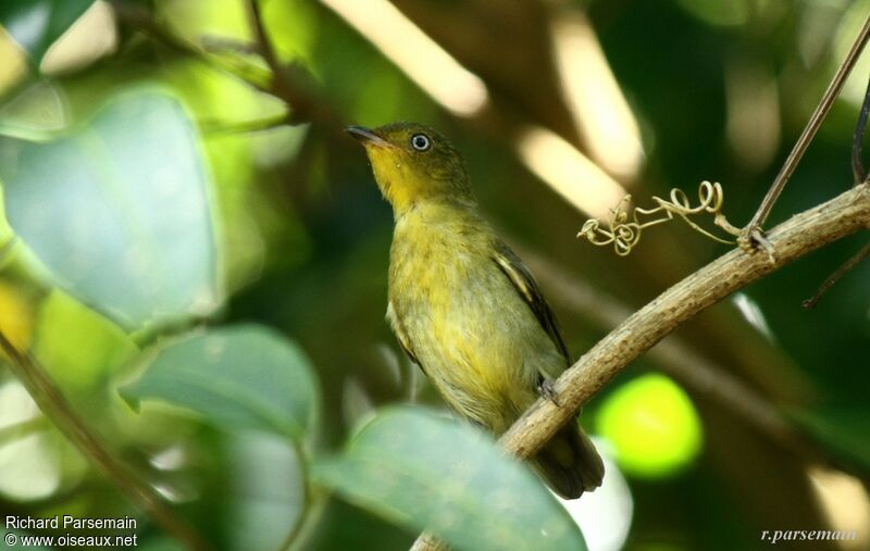 Crimson-hooded Manakin female adult