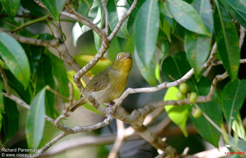 Crimson-hooded Manakin female adult