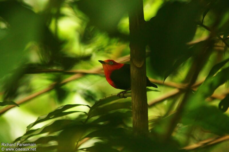 Crimson-hooded Manakin male adult