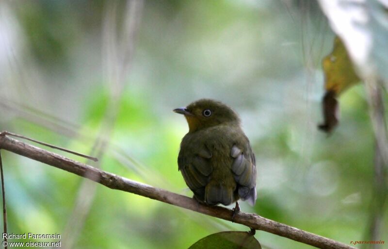 Crimson-hooded Manakin female adult