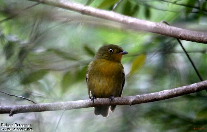 Manakin auréole femelle adulte