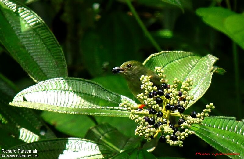 White-bearded Manakin female adult