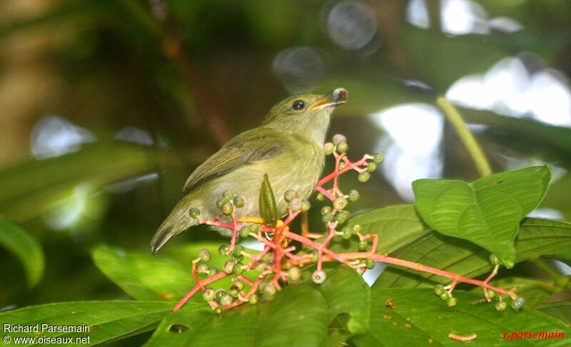 White-bearded Manakin female adult