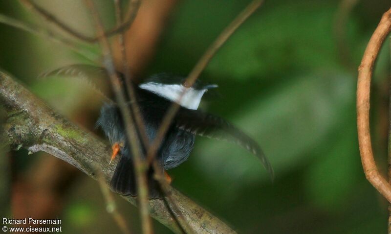 White-bearded Manakin male adult