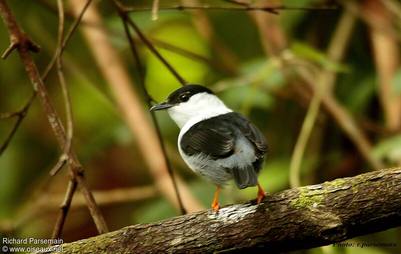 White-bearded Manakin male adult