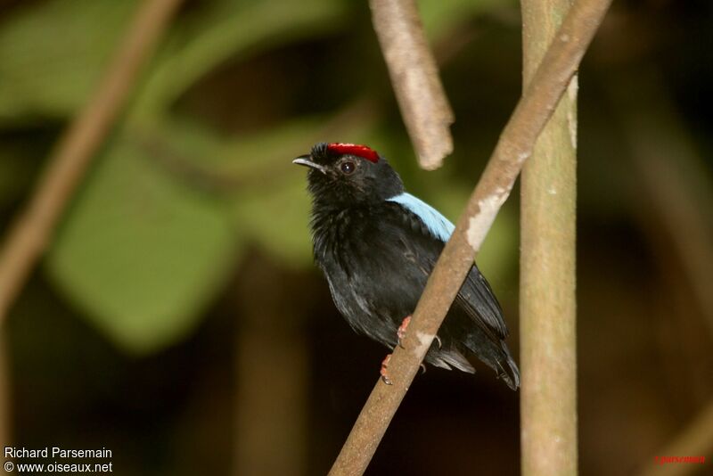 Blue-backed Manakin male adult