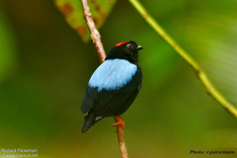 Blue-backed Manakin male adult