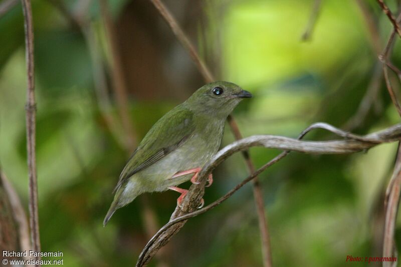 Blue-backed Manakin female adult