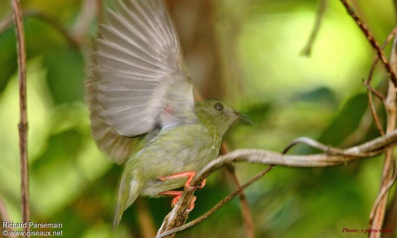 Blue-backed Manakin female adult