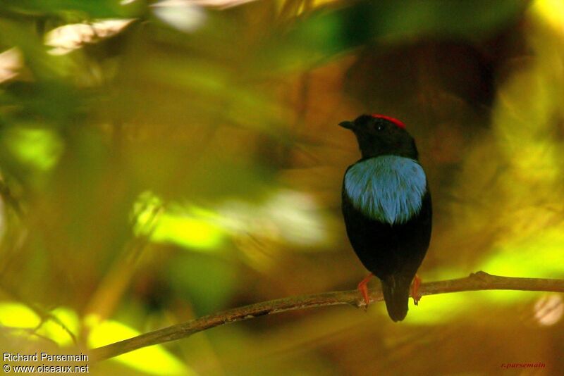 Blue-backed Manakinadult