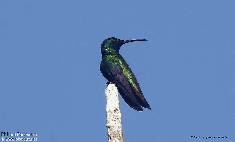 Black-throated Mangoadult