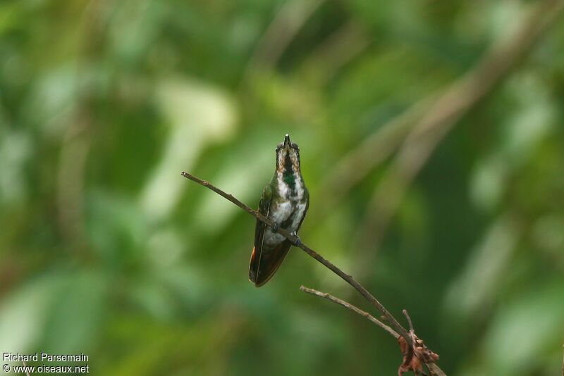 Green-throated Mangoadult