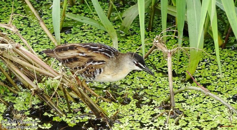 Yellow-breasted Crakeadult