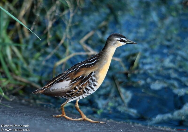 Yellow-breasted Crakeadult, walking