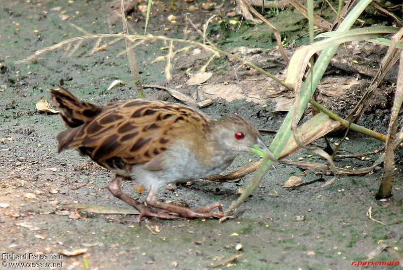 Ash-throated Crakeadult