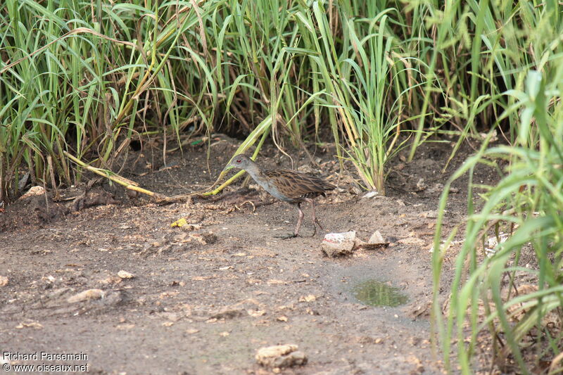 Ash-throated Crakeadult