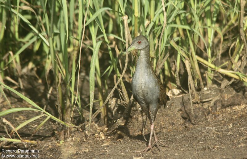 Ash-throated Crake