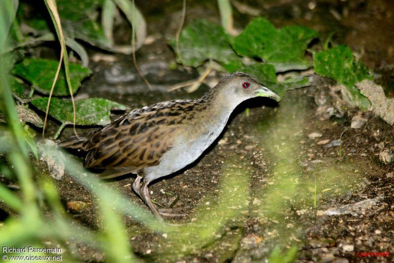 Ash-throated Crakeadult