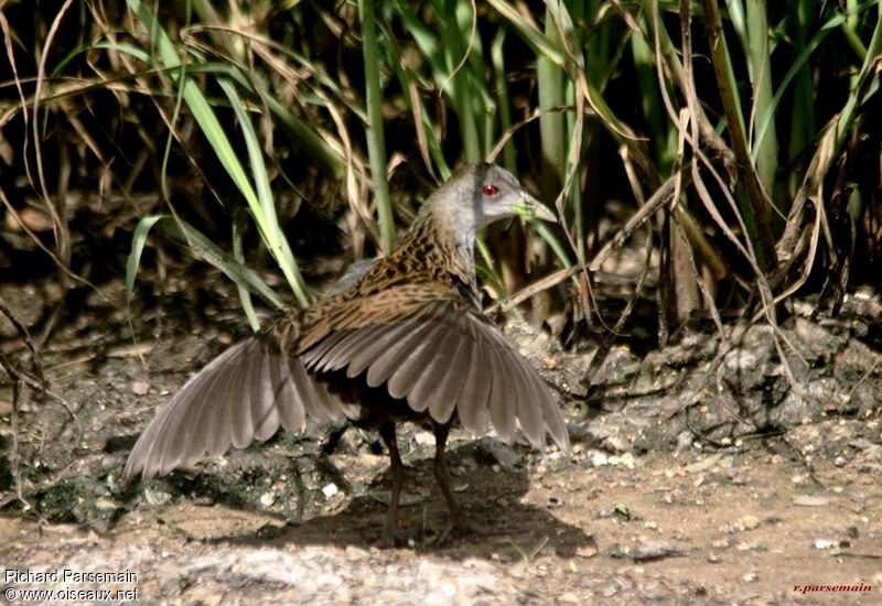 Ash-throated Crake