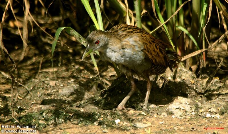 Ash-throated Crakeadult