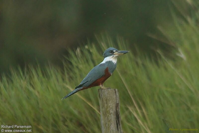 Ringed Kingfisheradult