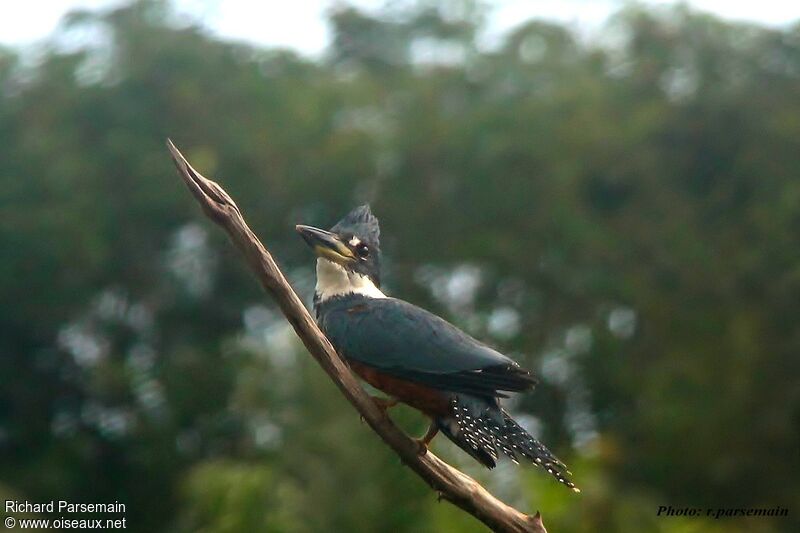 Ringed Kingfisheradult