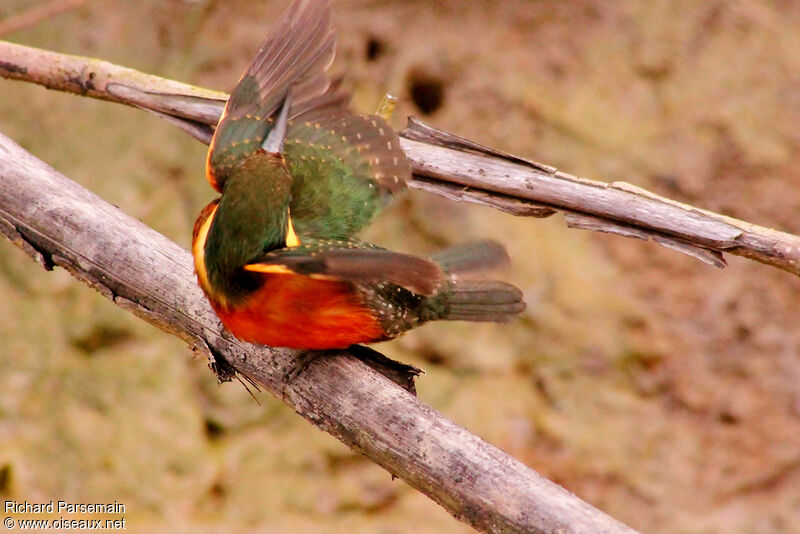 Green-and-rufous Kingfisher male adult