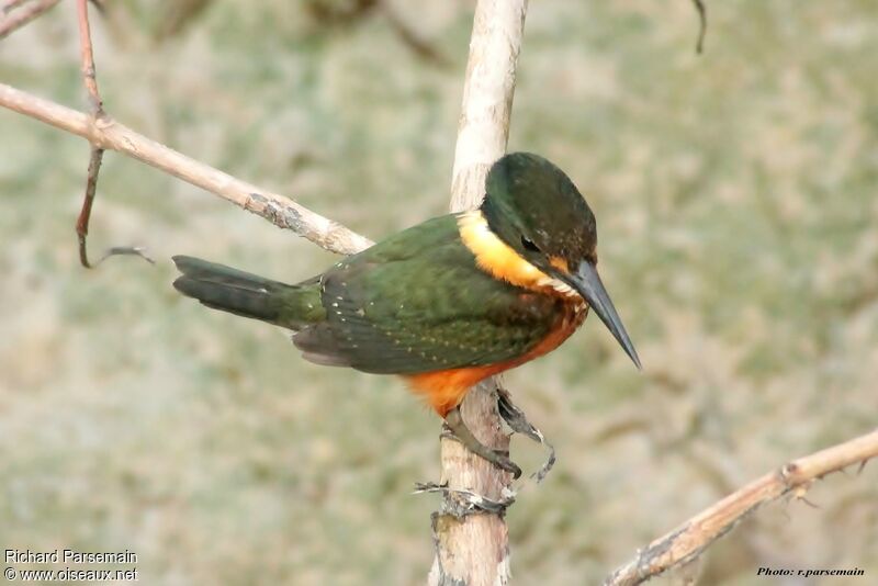 Green-and-rufous Kingfisheradult