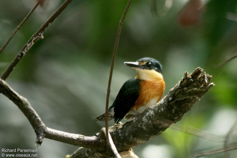 American Pygmy Kingfisher male adult