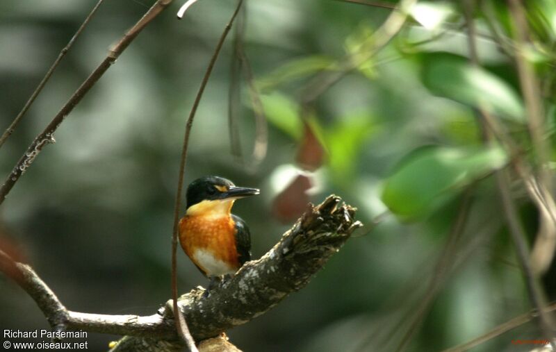 American Pygmy Kingfisher male adult