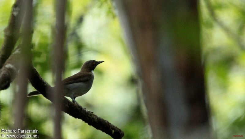 White-necked Thrushadult, habitat