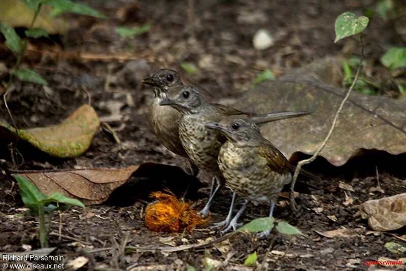 Pale-breasted Thrush immature